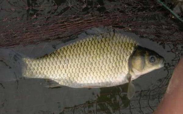 夏季用什么饵料钓大鲫鱼?