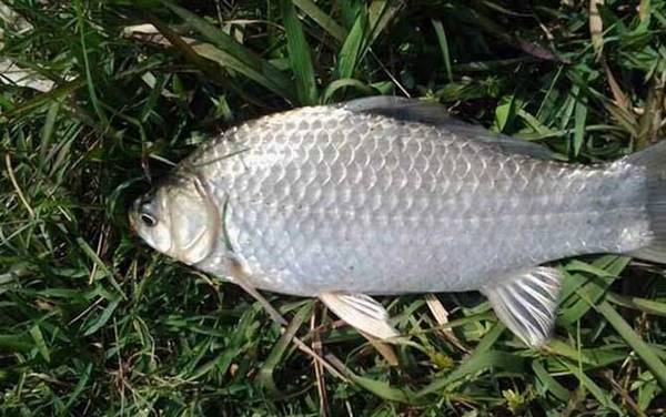 秋天钓鲫鱼用什么味型的饵料?