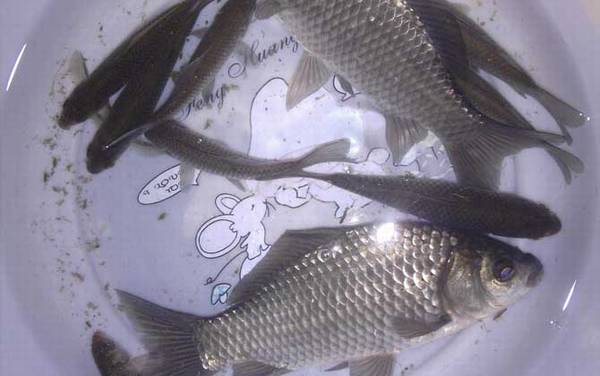 秋天钓鲫鱼用什么味型的饵料?