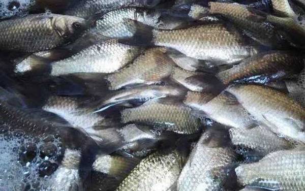 秋天钓鲫鱼用什么味型的饵料?