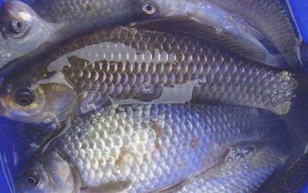 秋季钓鲫鱼用什么饵料最好?