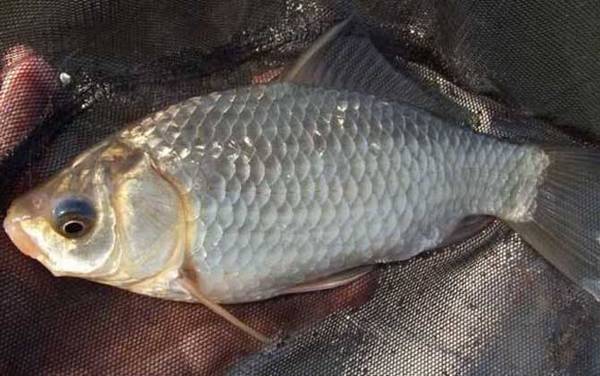 冬天钓鲫鱼用什么饵料最好?