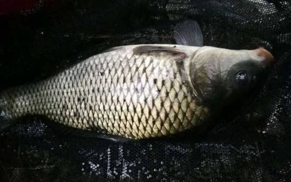 鲤鱼喜欢吃什么味型的饵料?