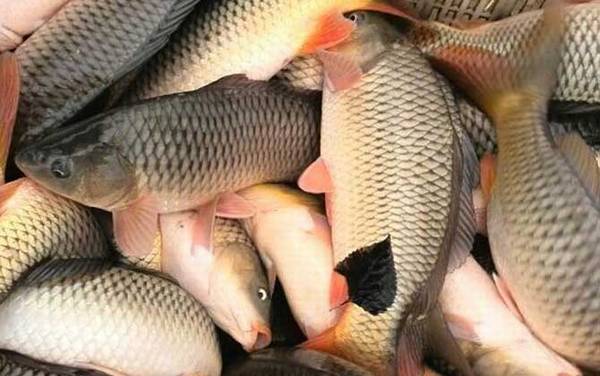 ������������䷽��ȫ