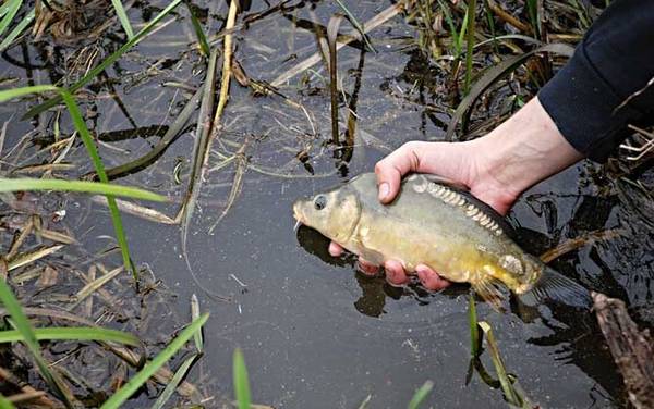 玉米钓鲤鱼效果怎么样?