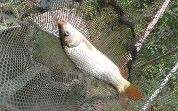 春天钓鲤鱼用什么窝料最好?