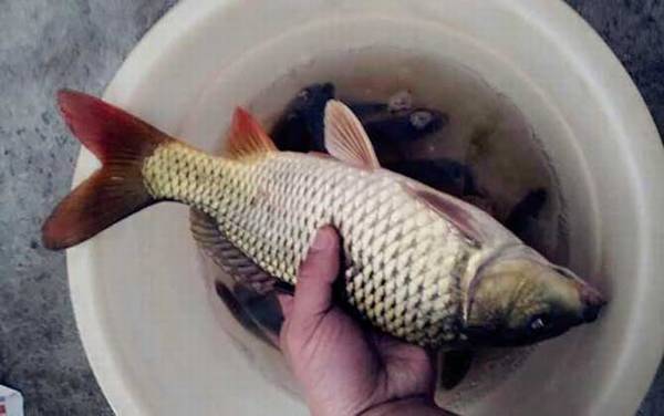 仲春钓鲤鱼用什么饵料好?