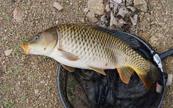 秋天用什么饵料钓鲤鱼最好?