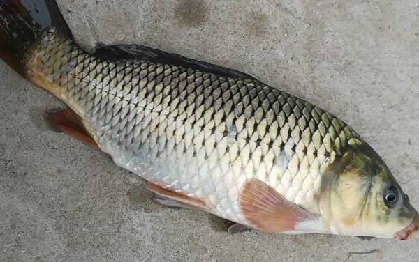 秋天用什么饵料钓鲤鱼最好?