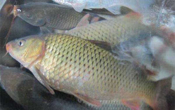 秋天用什么饵料钓鲤鱼最好?