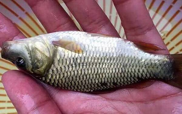 深秋钓鲤鱼用什么饵料最好?