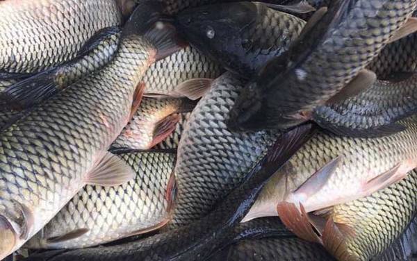 深秋钓鲤鱼用什么饵料最好?