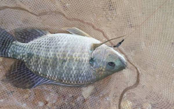 鸡肝可以钓罗非鱼吗?