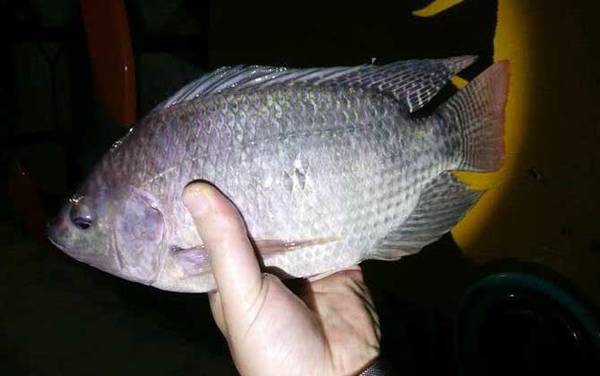 老三样钓罗非鱼好吗?