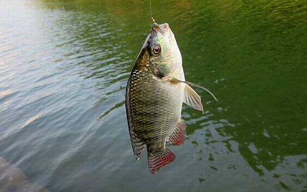 钓罗非鱼用什么钓最好?