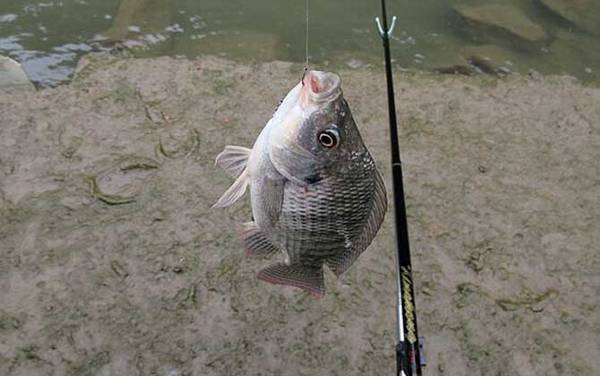 怎样用鸡肝钓罗非鱼?