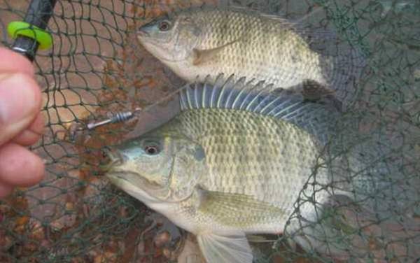 怎样用鸡肝钓罗非鱼?