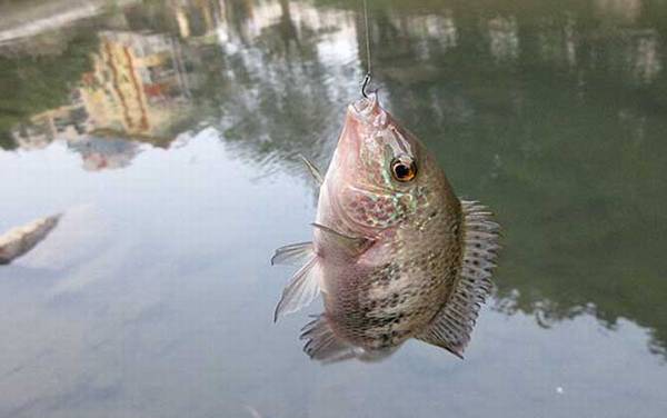 钓罗非鱼用什么钓最好?