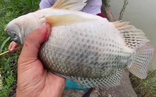 罗非鱼喜欢吃什么饵料?