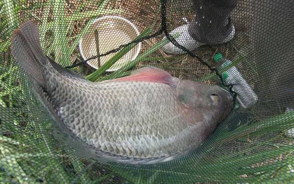 罗非鱼喜欢吃什么饵料?