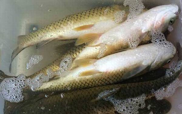 钓草鱼用什么饵料效果最好?