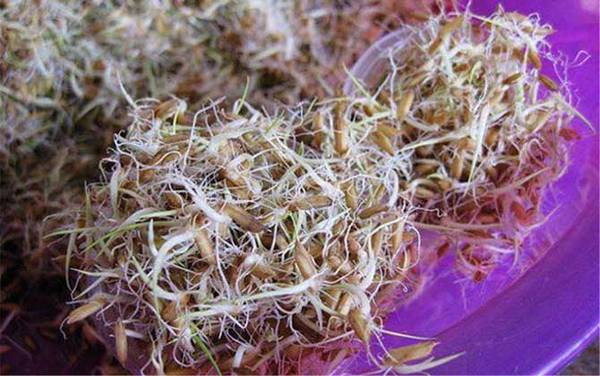 钓草鱼用什么草最好?