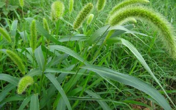 钓草鱼用什么草最好?