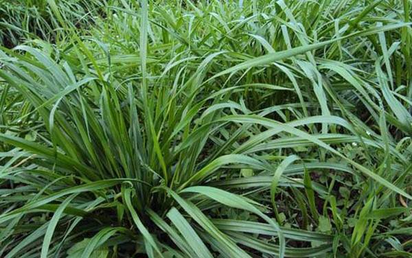 钓草鱼用什么草最好?
