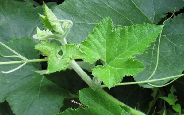 钓草鱼用什么草最好?