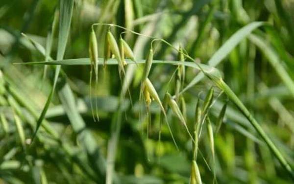 钓草鱼用什么草最好?