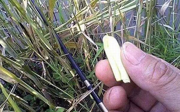 钓草鱼用什么草最好?