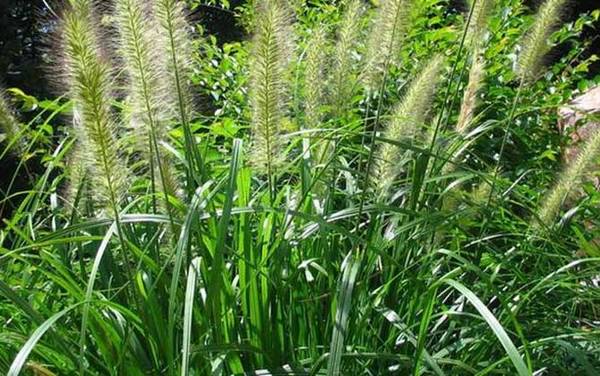 钓草鱼用什么草最好?