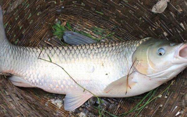 钓草鱼最好的饵料配方是什么?