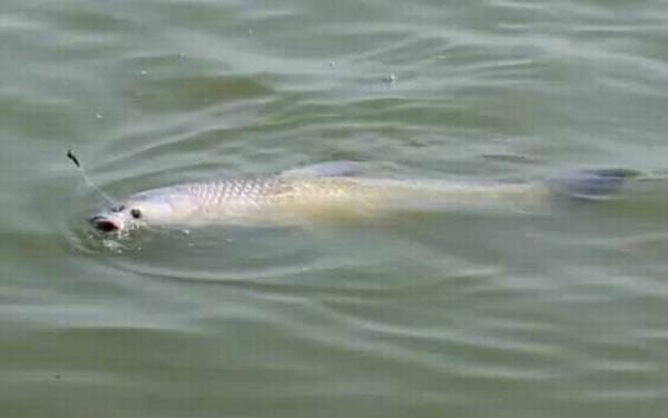 野钓青鱼用什么饵料最好?