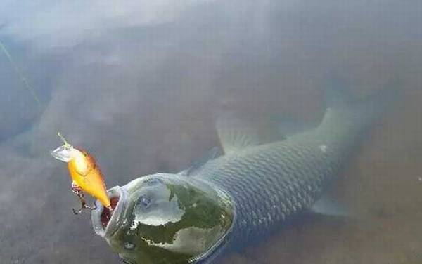 ����ϲ����ʲôζ�͵Ķ��ϣ�