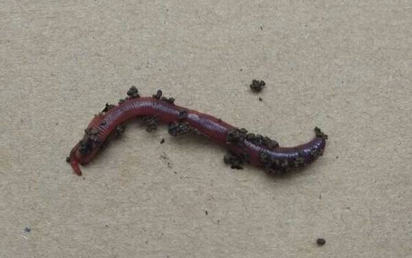 钓鲫鱼什么饵料最好用?