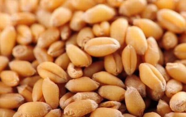 钓鲫鱼什么饵料最好用?