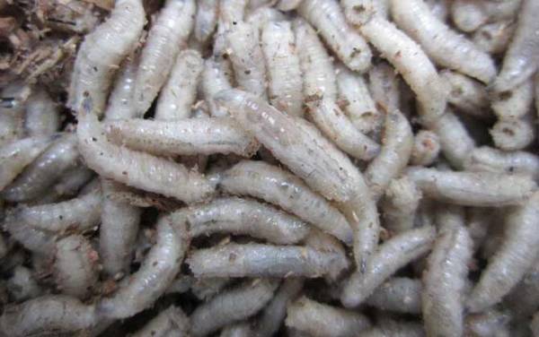 钓鲫鱼什么饵料最好用?