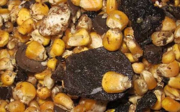 钓鲫鱼能用玉米打窝吗?