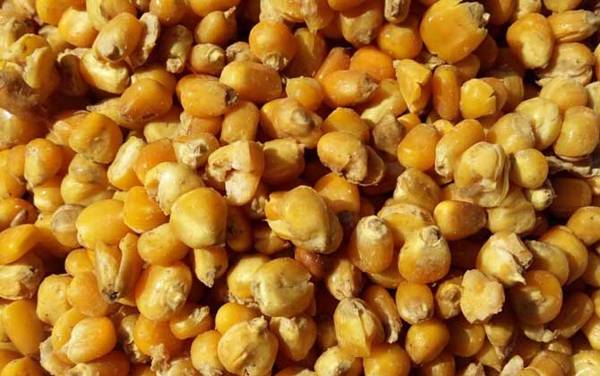 钓鲫鱼能用玉米打窝吗?