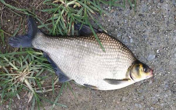 鳊鱼用什么钓最好?