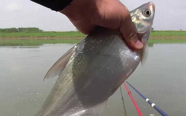 钓鳊鱼用什么窝料最好?