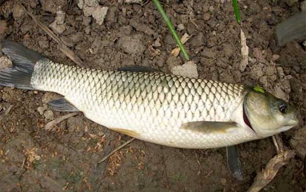 草鱼和鳊鱼用什么饵料钓?