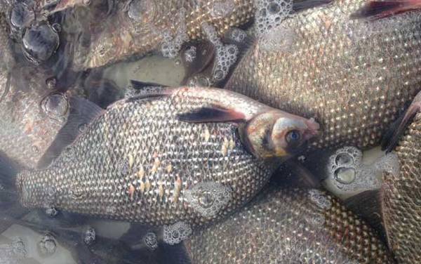 草鱼和鳊鱼用什么饵料钓?