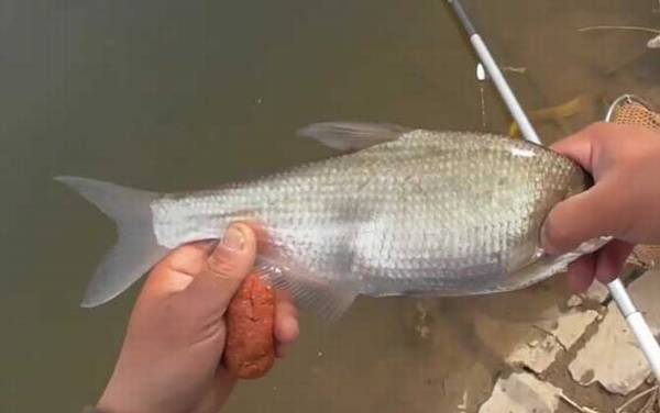 老三样能钓鳊鱼吗?