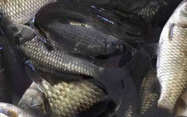 钓鲫鱼需要用小药吗?