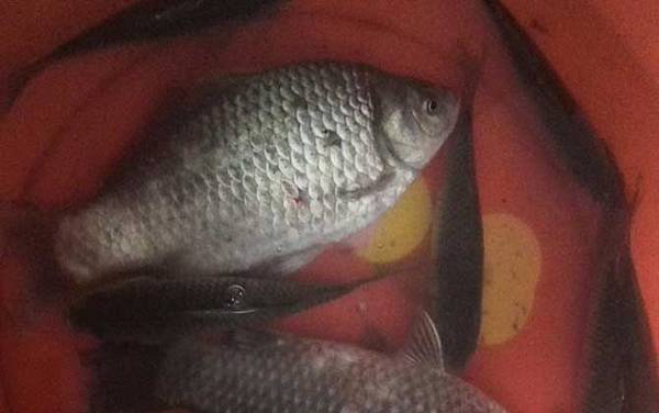 钓鲫鱼需要用小药吗?