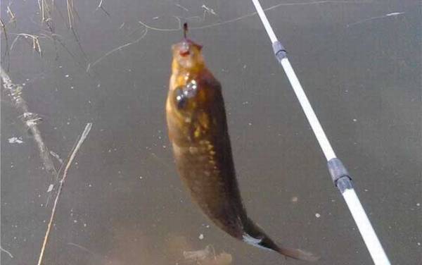 简单自制鲫鱼饵料配方大全