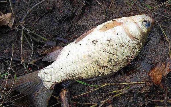 河里钓鲫鱼用什么饵料好?