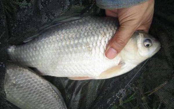 水库钓鲫鱼用什么饵料最好?